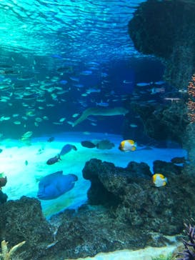 サンシャイン水族館に投稿された画像（2021/2/25）