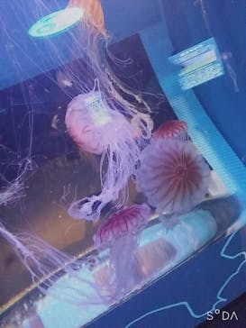 しながわ水族館に投稿された画像（2021/2/25）