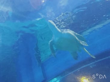 しながわ水族館に投稿された画像（2021/2/25）