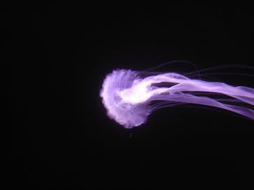 サンシャイン水族館に投稿された画像（2021/2/25）