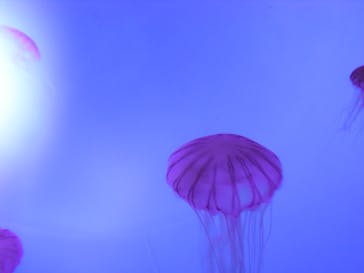 サンシャイン水族館に投稿された画像（2021/2/25）