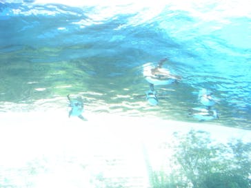 サンシャイン水族館に投稿された画像（2021/2/25）