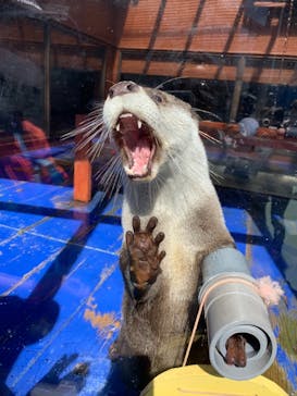 ゼロ距離水族館 伊勢シーパラダイスに投稿された画像（2021/2/25）