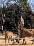 天王寺動物園に投稿された画像（2021/2/26）