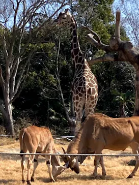 天王寺動物園に投稿された画像（2021/2/26）