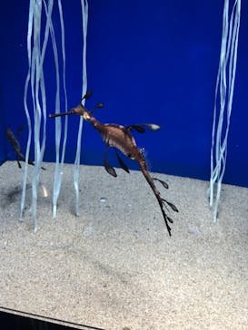 サンシャイン水族館に投稿された画像（2021/2/26）