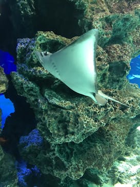 サンシャイン水族館に投稿された画像（2021/2/26）