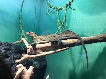 サンシャイン水族館に投稿された画像（2021/2/26）