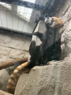 天王寺動物園に投稿された画像（2021/2/27）