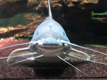 サンシャイン水族館に投稿された画像（2021/2/27）