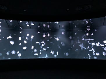 サンシャイン水族館に投稿された画像（2021/2/27）