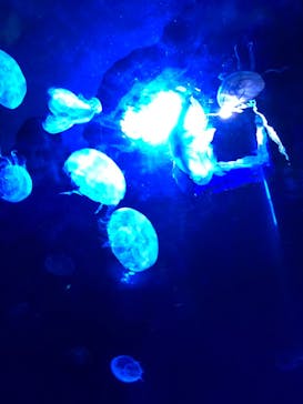 サンシャイン水族館に投稿された画像（2021/2/27）