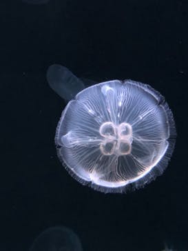 サンシャイン水族館に投稿された画像（2021/2/27）