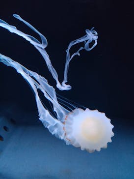 サンシャイン水族館に投稿された画像（2021/2/27）