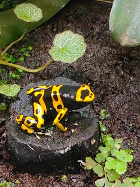 サンシャイン水族館に投稿された画像（2021/2/27）