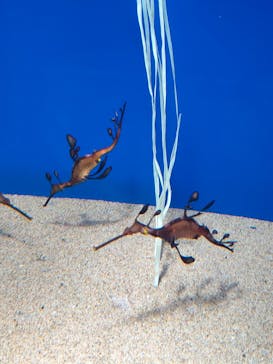 サンシャイン水族館に投稿された画像（2021/2/27）