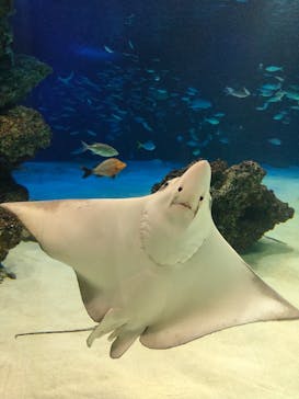 サンシャイン水族館に投稿された画像（2021/2/27）