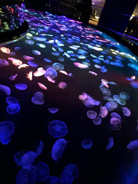 すみだ水族館に投稿された画像（2021/2/27）