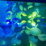 すみだ水族館に投稿された画像（2021/2/27）