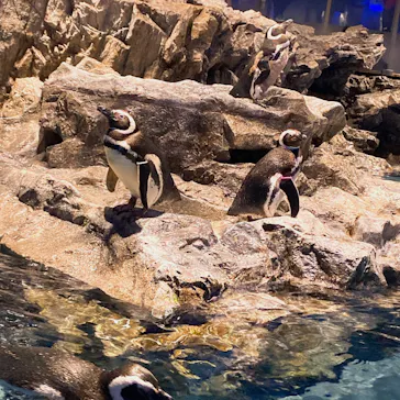 すみだ水族館に投稿された画像（2021/2/27）