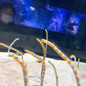 すみだ水族館に投稿された画像（2021/2/27）