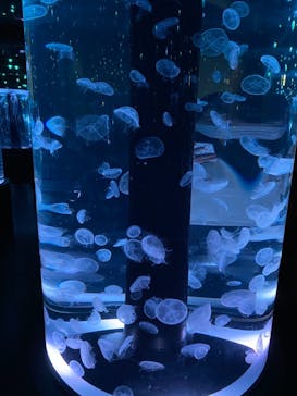 マクセル アクアパーク品川に投稿された画像（2021/2/27）