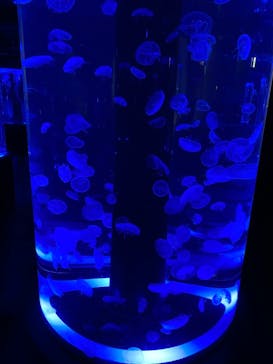 マクセル アクアパーク品川に投稿された画像（2021/2/27）