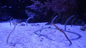 マクセル アクアパーク品川に投稿された画像（2021/2/27）