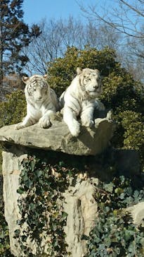 群馬サファリパークに投稿された画像（2021/2/27）