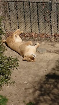 群馬サファリパークに投稿された画像（2021/2/27）