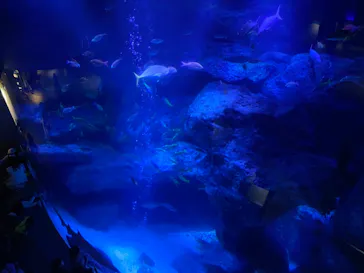 すみだ水族館に投稿された画像（2021/2/27）