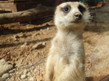 しろとり動物園に投稿された画像（2021/2/27）