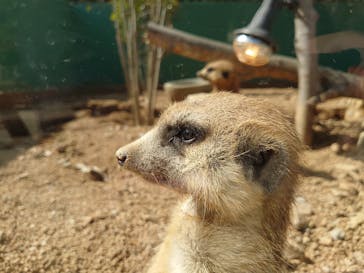 しろとり動物園に投稿された画像（2021/2/27）