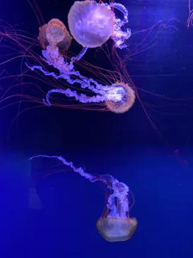 すみだ水族館に投稿された画像（2021/2/27）