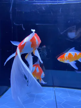 すみだ水族館に投稿された画像（2021/2/27）