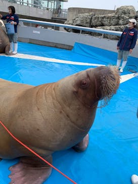 大分マリーンパレス水族館 「うみたまご」に投稿された画像（2021/2/27）