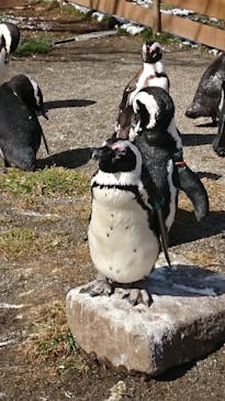 那須どうぶつ王国に投稿された画像（2021/2/27）