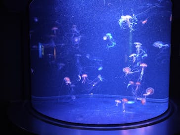 マリンワールド海の中道に投稿された画像（2021/2/28）