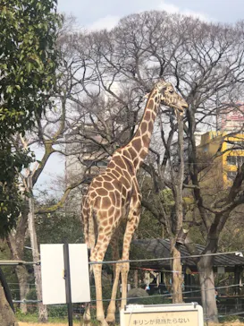天王寺動物園に投稿された画像（2021/2/28）