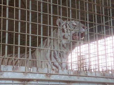 しろとり動物園に投稿された画像（2021/2/28）