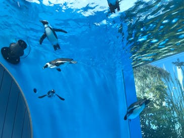 サンシャイン水族館に投稿された画像（2021/2/28）