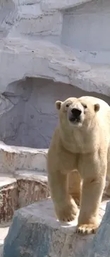 天王寺動物園に投稿された画像（2021/2/28）
