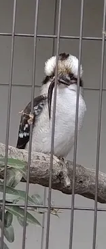 天王寺動物園に投稿された画像（2021/2/28）