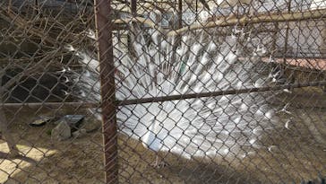 那須ワールドモンキーパークに投稿された画像（2021/2/28）