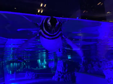 すみだ水族館に投稿された画像（2021/2/28）