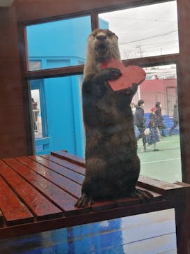 ゼロ距離水族館 伊勢シーパラダイスに投稿された画像（2021/2/28）