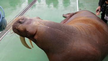 ゼロ距離水族館 伊勢シーパラダイスに投稿された画像（2021/2/28）