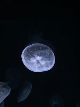 サンシャイン水族館に投稿された画像（2021/2/28）