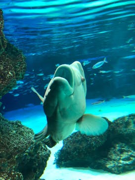 サンシャイン水族館に投稿された画像（2021/2/28）