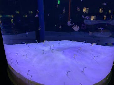 マリンワールド海の中道に投稿された画像（2021/2/28）